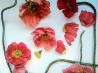 Farm Life and Poppies | 꽃