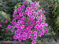 My  garden  나의정원에 있는 ok hwa jang님의 핀