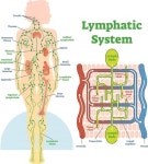 Lymphatic system | 의학, 영양
