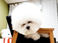 애견호텔 #dog #doglife #doglovers #dogs #dogstagram #dogsta #애견모델 #애견cf #puppylove… in 2020 | Teddy, Animals, Teddy bear