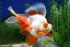 Картинки по запросу gold fishes | 수족관