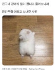 장판두줄 | 동물과 애완동물, 재미있는 강아지 사진, 개 유머