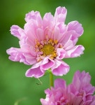 Cosmos Double Click Rose #BeautifulFlowers | 꽃, 식물, 야생화