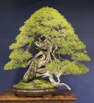 Valavanis Bonsai Blog – Page 2 – Welcome To My Bonsai World! | 분재