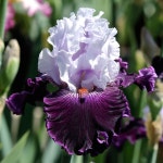 ~TB Iris germanica Dinner Talk (Blyth, 2005) | 꽃 사진, 아이리스, 식물