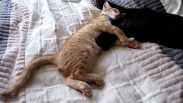 주말엔 게으른 고양이들.... 하지만 주중이라고 부지런하진 않죠 | Daum 루리웹 | 갤러리