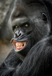 PsBattle: This Grinning Gorilla | 동물, 영장류