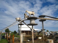 img_4061.jpg 3,264×2,448 pixels(이미지 포함) | 농장 동물, 농장, 동물