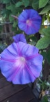 Morning glory | 꽃, 야생화