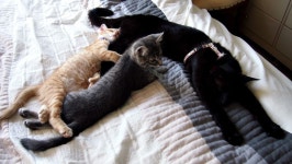 주말엔 게으른 고양이들.... 하지만 주중이라고 부지런하진 않죠 | Daum 루리웹(이미지 포함) | 갤러리