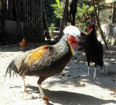 Pin van 임춘근 springroot55 op 새 Birds 鳥類 | Vogels