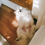 드러눕기 좋아하는 베일리 아저씨 #문앞지정석 . . #스피츠 #강아지... 드러눕기 좋아하는 베일리 아저씨 #문앞지정석 . . #스피츠 #강아지... 