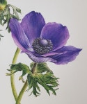 보타니컬아트 - 야성미 넘치는 아네모네 완성^^ : 네이버 블로그 in 2020 | Watercolor, Plants