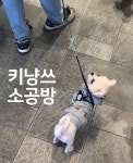 리키와 함께 스타필드 몰리스펫샵 나들이 | 강아지