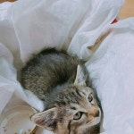 Minwoo ~ 우리집 야옹이 새끼낳았어요~~ 6마리나ㅎㅎㅎ 너무사랑스러워서 아빠미소♡ #냥스타그램 #다들오랜만🤗 | Boyfriend imagines