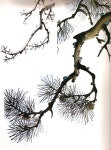 자료·보물창고 > 그림공부방 > 산수화 기초-솔잎 그리기 | Aquarelle