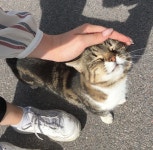 예은 김님이 냥냥댕댕에 올린 강아지 이미지 | 예쁜 고양이, 동물