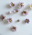 Baking에 있는 Daisy Tulip님의 핀 - 2022 | 꽃 케이크, 플라워 케이크, 케이크