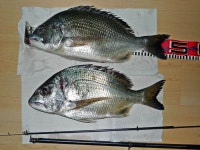 미각을 자극하는 홍콩의 감성돔 낚시 | Fish