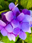 My Garden에 있는 Mimi님의 핀 | 꽃
