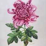 Botanical Art #botanicalart #flower #art #drawing #watercolor #colorpencil #fabercastell #healing(이미지 포함) | 그림