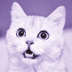 퍼플냥이 purple cat - 2020 | 고양이