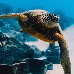 turtle 거북에 있는 필원 김님의 핀 | 거북