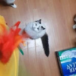 #랜디돌스 #켓스타그램 #캣스타그램 #냥스타그램 #고양이스타그램 #렉돌 #랙돌 #고양이 #고양이일상 … | Animals, Cats