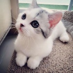 So Sweet Follow @9cattagram Tag #9cattagram . . . . . . #catsofday #cat #cats #catsofinstagram #instacat #catstagram #catlover... 