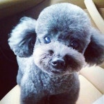 반려견♡막둥이