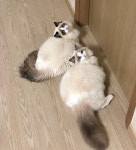 수달  마돈나  애플돌스  appledolls  캐터리  cattery  ragdoll  랙돌  렉돌  래그돌  레그돌  랙돌캐터리  랙돌분양  고양이... 