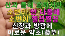 약초에 있는 강태홍님의 핀 - 2020 | 약초, 여성 건강, 건강 팁