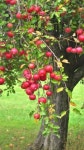 ♔ Les Jardins Rouges에 있는 Misha Alexis님의 핀 | 정원 가꾸기, 과일나무, 사과 나무
