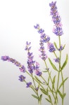 라벤더, 라벤다, 라벤더그림, lavender, botanical art, 보태니컬아트, 보타니컬아트, 색연필, 꽃, 일러스트, 꽃그림, 그림... 