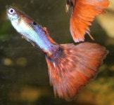 My guppy | 구피