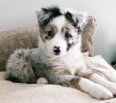 Sweet puppy | 행복한 개, 애완동물, 강아지