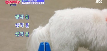 “진짜 소름 돋아” 대댕부부 놀라게 한 강형욱 훈련 스킬 (영상) | Personal care, New view