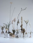이화자꽃플라워 | rooted plants | 드라이 플라워, 플로리스트, 꽃