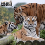 Paradise Wildlife Park is very pleased to announce, that after a successful move and acclimatisation process, the two new Amur tig... 