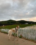 San  경산이  포인터  Pointer  pointerdog  pointermix  pointeraddicted  dog  doglover  ilovemydog  dogstagram  dogsofinstagram... 
