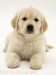 Golden Retriever puppy #GoldenRetriever(이미지 포함) | 아기 동물, 귀여운 아기 동물, 귀여운 강아지
