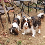 어깨가  둘데리고 산책할수 있는  상태가 아니라  잠시#푼타하우스 로... | Puppies, Puppy training, Animals