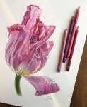 39 Likes, 2 Comments - @jrose_may on Instagram: “#colorpencil #botanicalart #수채색연필 #보태니컬아트 #튤립” | Couleurs... 