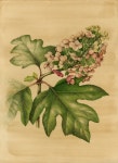 Flowers Gallery — Botanical Artist & Illustrator, Learn to draw Art Books, Art Supplies, Workshops | 색연필