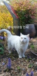 고양이에 있는 진남매운탕 김영희님의 핀 - 2020 | 고양이
