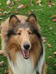 Pin by Michele Lea ONeill on collies in 2023 | Rough collie, Collie dog, Collie