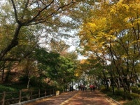 가을 남산길 | 가을