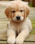 What a cutie pie!  (Photo found online. Please contact for credit) | 아기 동물, 강아지, 귀여운 동물 사진
