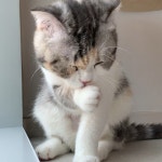 이뿌니 그루밍❤️ | Instagram posts, Instagram, Animals