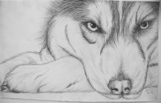 Husky sketch | 아트 드로잉, 스케치, 연필 아트